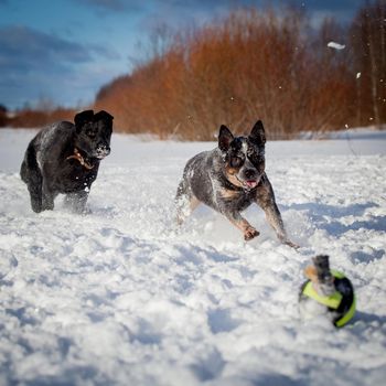 Australian Cattle Dog with east-european shepherd dog playing on the winter field