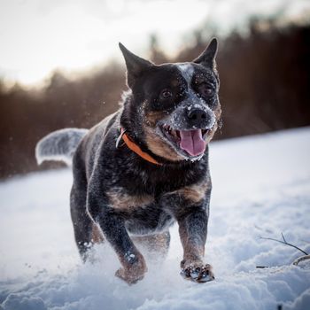 Australian Cattle Dog playing on the winter field