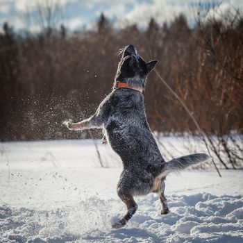 Australian Cattle Dog playing on the winter field