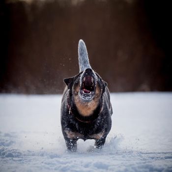 Australian Cattle Dog playing on the winter field