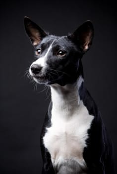 Two-coloured basenji in front of a black background