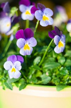 bright yellow purple pansy, potted gardening seedling, beautiful spring flowers. High quality photo