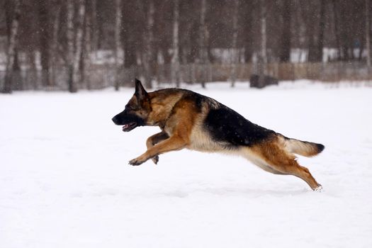 German Shepherd dog, running on the snow