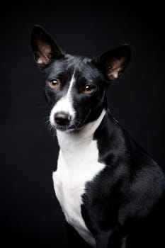 Two-coloured basenji in front of a black background