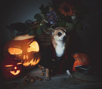 Pretty eyeless pirat chihuahua on Haloween costume party with pumpkins