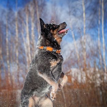 Australian Cattle Dog playing on the winter field