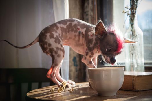 Punk style peruvian hairless and chihuahua mix dog with tattoo on table