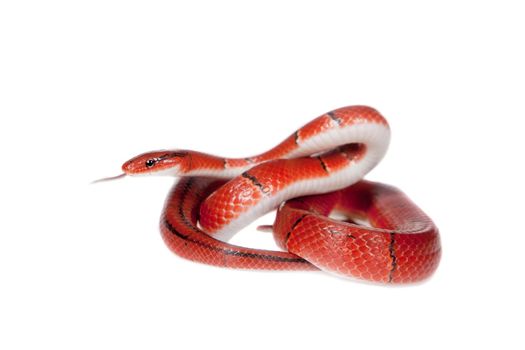 Small red bamboo, Oreocryptophis porphyraceus laticincta, snake isolated on white