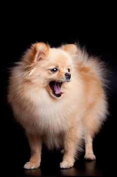 Pomeranian Spitz dog on the black background