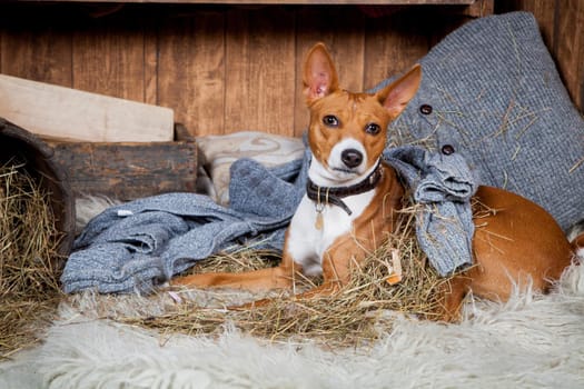 Beauty red basenji dog laying in barn