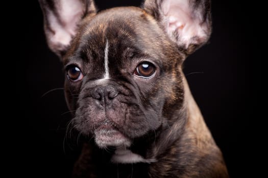 French bulldog puppy, 3,5 moumth old, on black background
