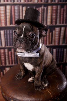 French bulldog puppy with neck bow and old-fashioned black hat in library