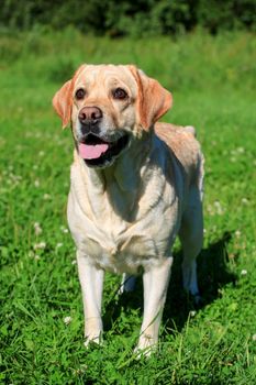 Labrador retriever dog on the green meadow