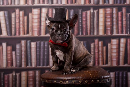 French bulldog puppy with neck bow and old-fashioned black hat in library