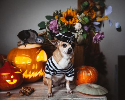 Pretty eyeless pirat chihuahua on Haloween costume party with pumpkins