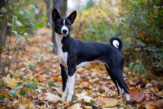 Beauty black basenji dog in autumn park