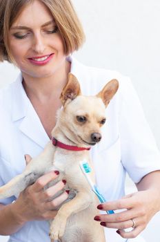 yyoung woman veterinarian brushing teeth for chihuahua dog, care for pets , High quality photo