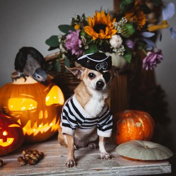 Pretty eyeless pirat chihuahua on Haloween costume party with pumpkins