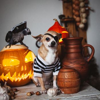 Pretty eyeless pirat chihuahua on Haloween costume party with pumpkins