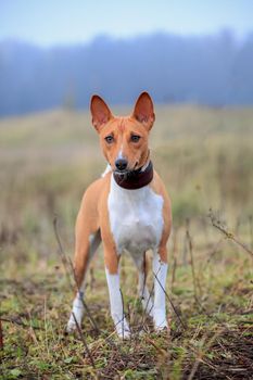 Red beauty basenji on the autumn meadow