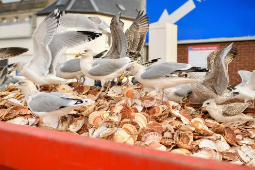 Seagulls eat scallops in a dumpster