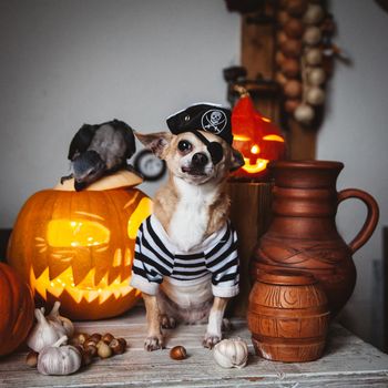 Pretty eyeless pirat chihuahua on Haloween costume party with pumpkins