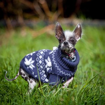 Ugly peruvian hairless and chihuahua mix dog in blue sweater