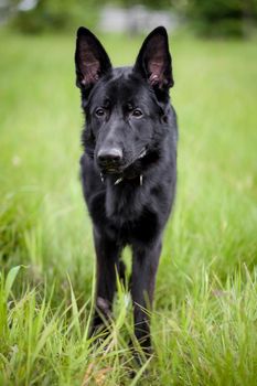 Black German Shepherd dog standing on grass