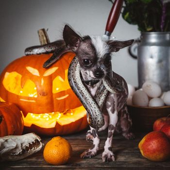 Peruvian hairless and chihuahua mix dog selebrates Haloween with snakes and pumpkin