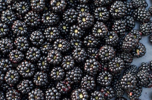 Background from fresh Blackberries, close up. Lot of ripe juicy wild fruit raw berries lying on the table. Top view, Flat lay. High quality photo