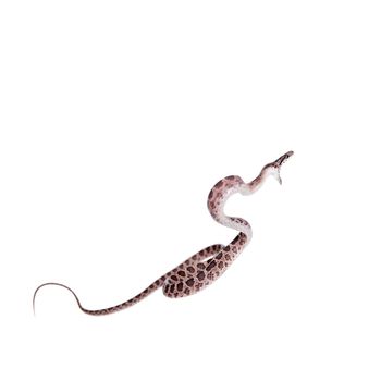 Many Spotted Cat Snake, Boiga multomaculata, on white background