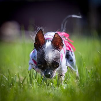 Ugly peruvian hairless and chihuahua mix dog in dress