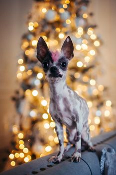 Ugly peruvian hairless and chihuahua mix dog in festivaly decorated room with Christmass tree. New Years celebration.