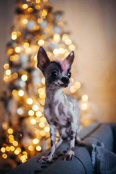 Ugly peruvian hairless and chihuahua mix dog in festivaly decorated room with Christmass tree. New Years celebration.