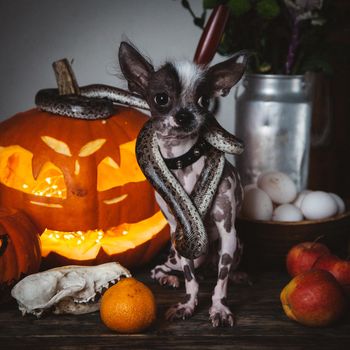 Peruvian hairless and chihuahua mix dog selebrates Haloween with snakes and pumpkin