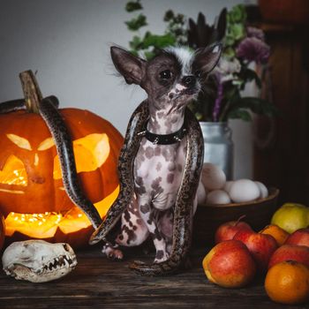 Peruvian hairless and chihuahua mix dog selebrates Haloween with snakes and pumpkin