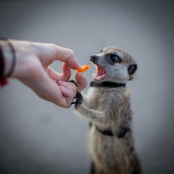 The meerkat or suricate, 1 years old walking outside in harness