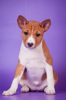 Little basenji puppy, 1,5 month old, on the lilac background