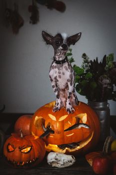 Peruvian hairless and chihuahua mix dog selebrates Haloween with snakes and pumpkin