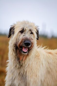 Big Irish Wolfhound on the autumn meadow