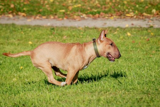 Running english miniature bull terrier on green grass