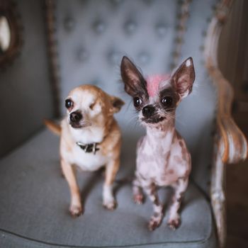 Peruvian hairless and chihuahua mix dog and eyeless chihuahua dog on a chair