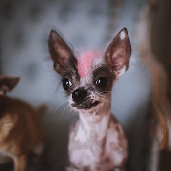 Ugly peruvian hairless and chihuahua mix dog on a chair