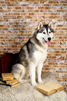 Smart gray siberian Husky sitting with book
