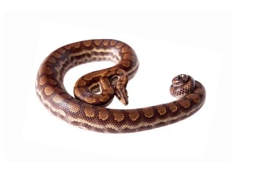 Rainbow tree boa, Epicrates Crassus, isolated on white background