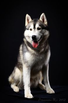 Gray siberian husky on the black background