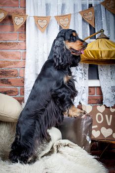 Portrait of a purebred english cocker spaniel in a studio