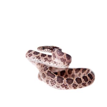 Many Spotted Cat Snake, Boiga multomaculata, on white background