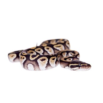 Royal Python, or Ball Python, python regius isolated on white