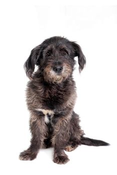 Mixed breed dog isolated on white background